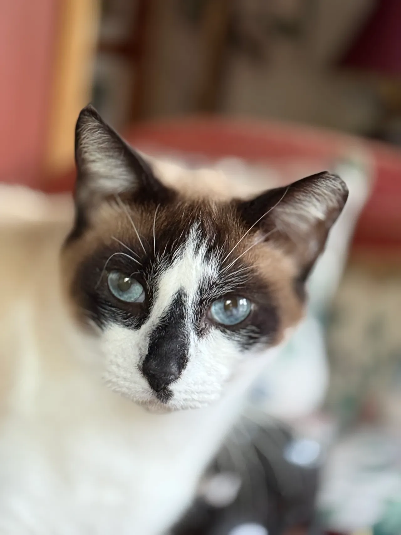 A cat with blue eyes is looking at the camera.